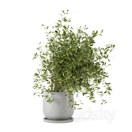 Indoor plants in rusty concrete pot